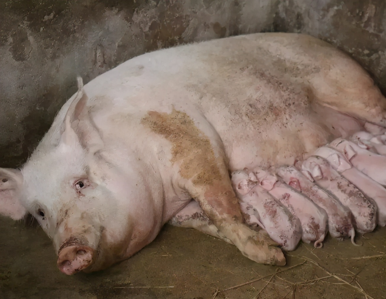 母猪产弱仔较多是什么原因,母猪推迟分娩的原因及处理措施