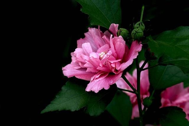 我心目中的木槿花