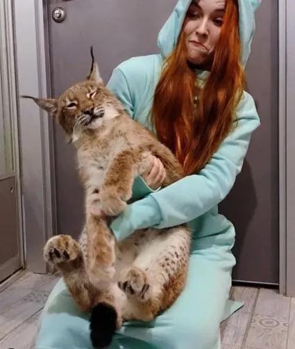 想养猫又怕被猫抓,俄罗斯养猞猁