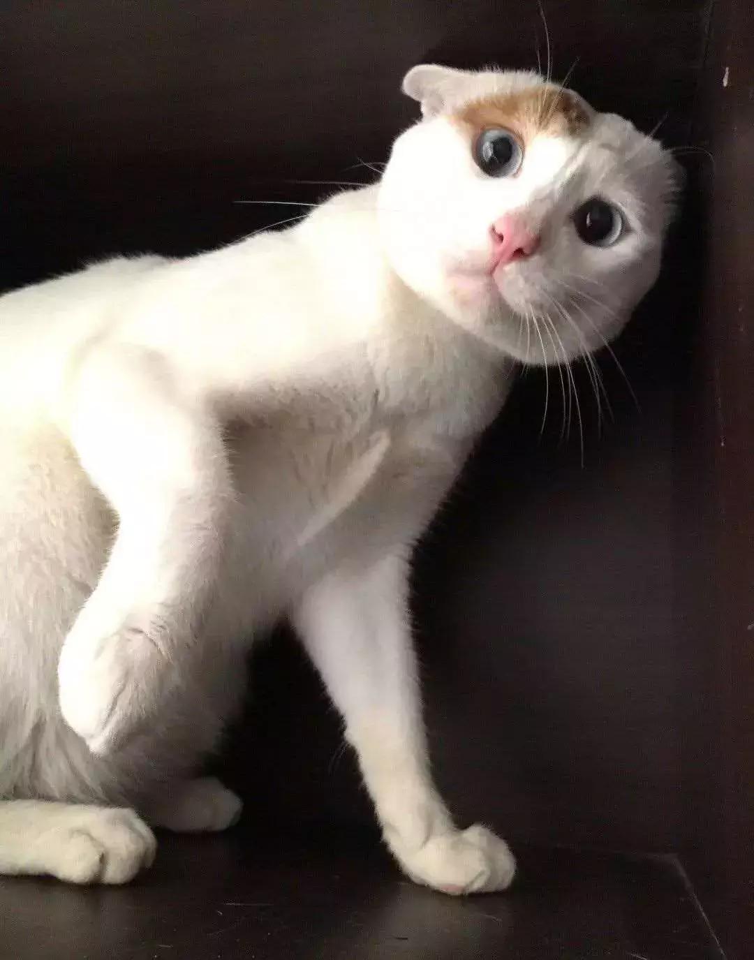 怎么惹猫生气很愤怒,惹猫生气的方法