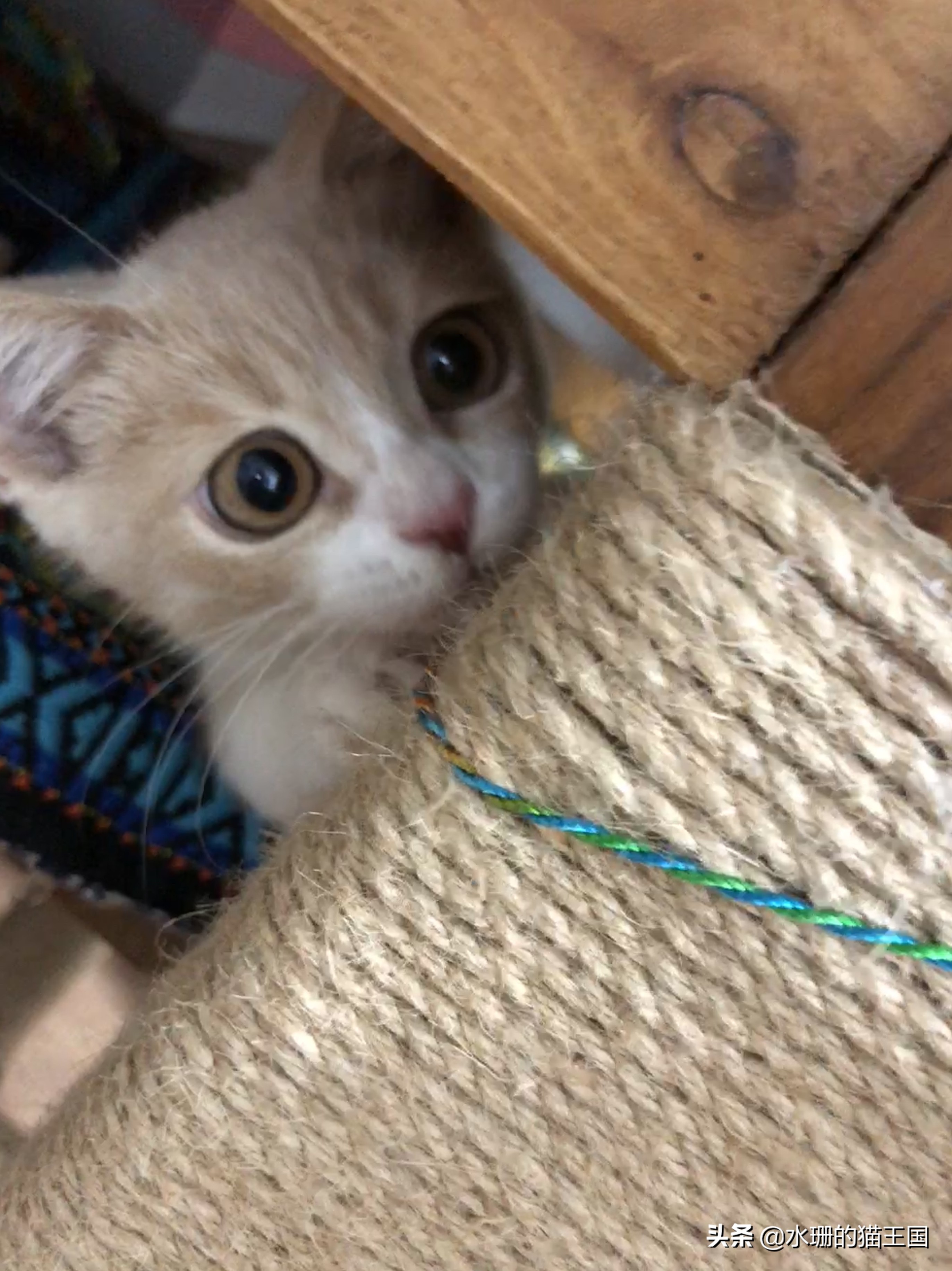 没有不磨爪爪的猫,可猫咪到处乱挠怎么破?看我家猫咪磨爪训练!