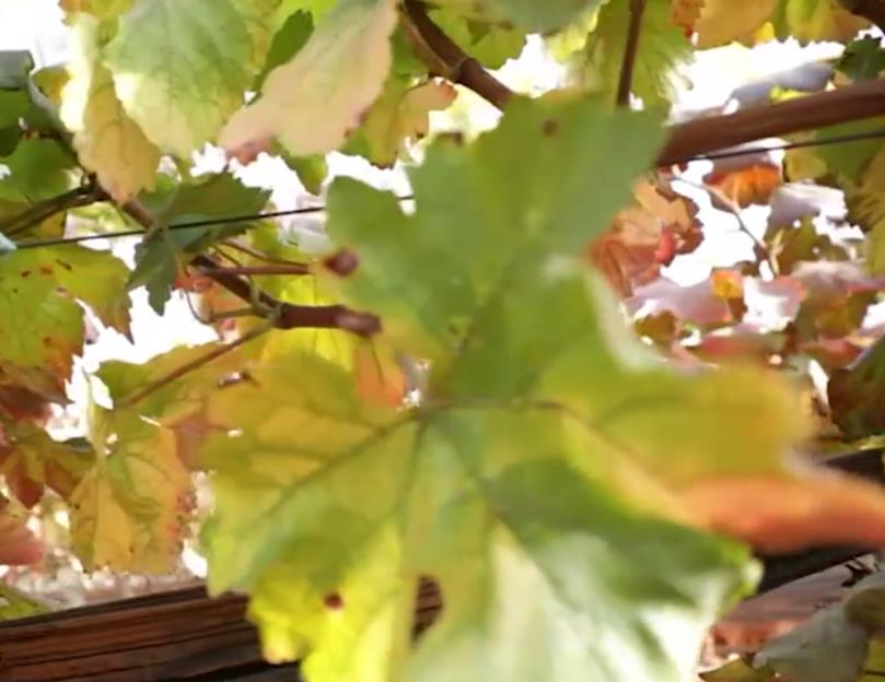 甜蜜蓝宝石葡萄生长过程图片,甜蜜蓝宝石葡萄最低多少温度生长