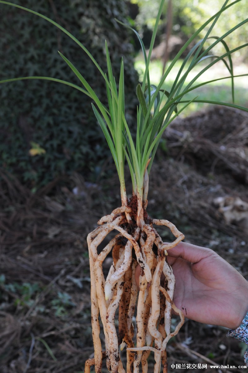 养花的人来看看,此花获得兰花“金奖”,誉为:中国兰花第一红