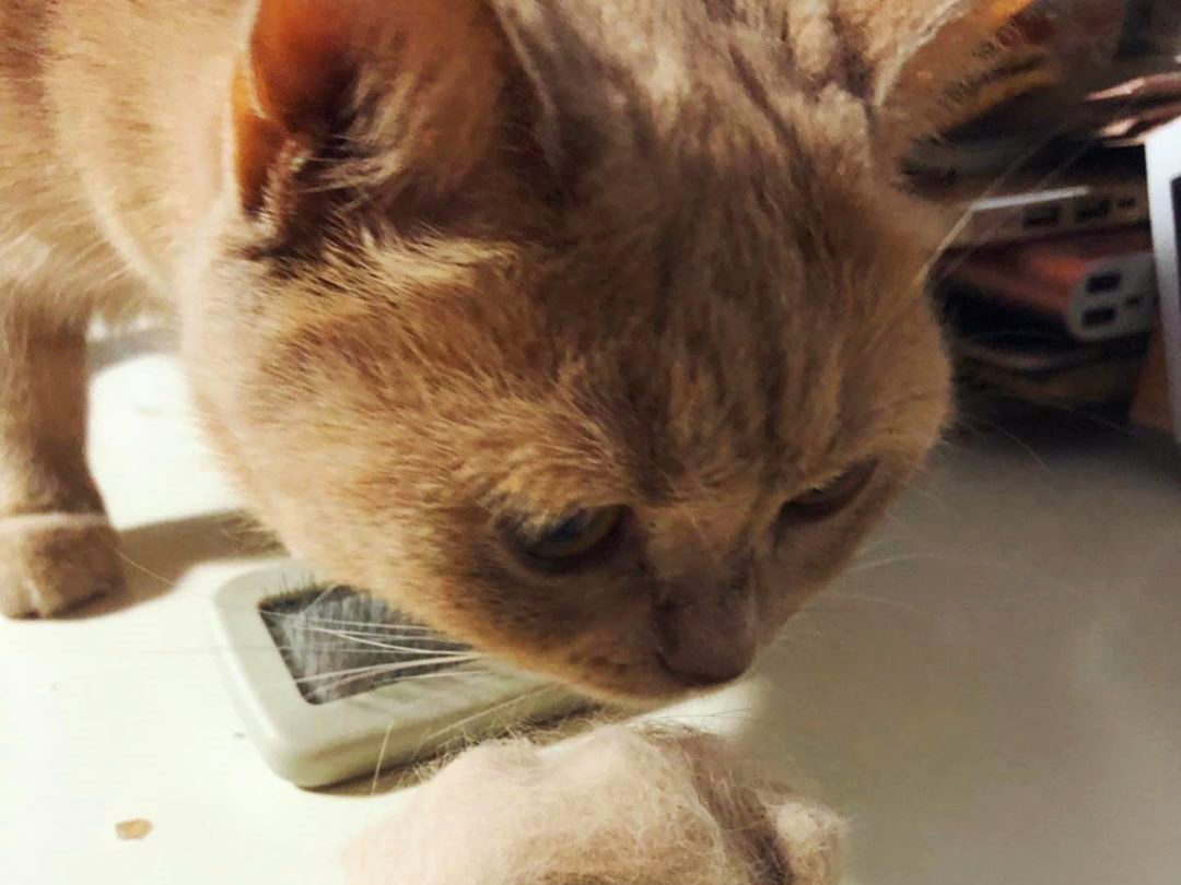 养猫发现有小飞虫,换季养猫注意事项千万别害了猫命