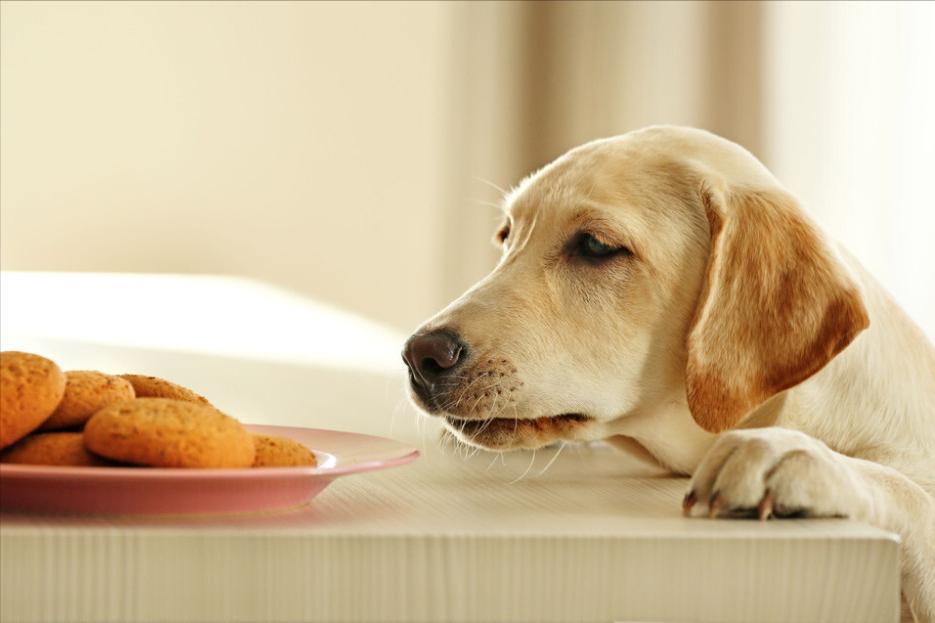 秋季狗狗发情高峰期，应该要注意什么？