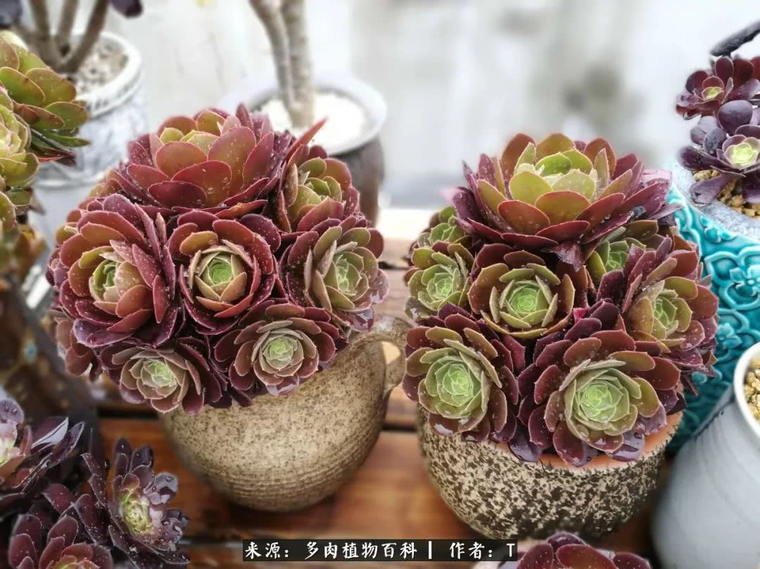 多肉还可以这样玩(上):八年养肉路剪影!