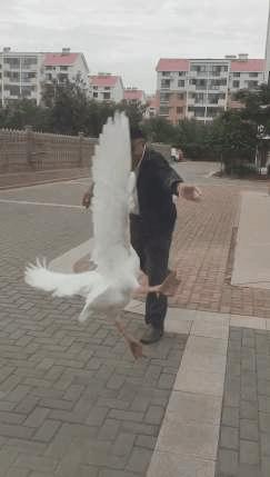 赔59万,咬成残疾,被称家禽界流氓!村霸大鹅,为何见谁都硬刚?