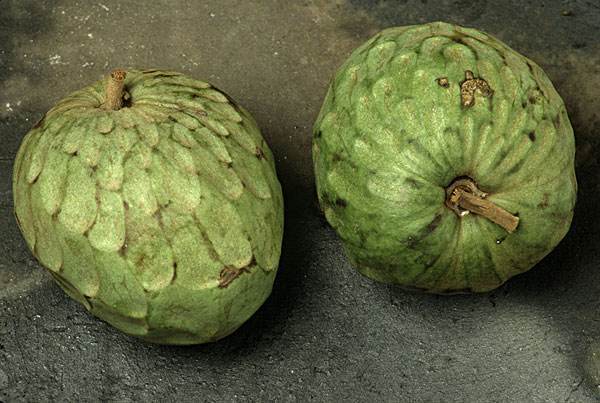 番荔枝成熟水果,酷似番荔枝的水果