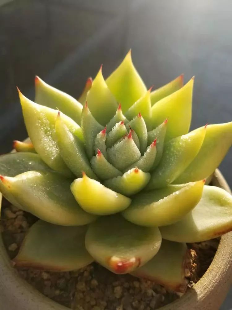 爱机车，爱多肉，宝妈花姐的诗和远方