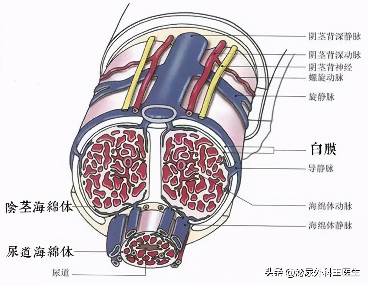 治疗男性ed的维生素是什么,粥样动脉硬化补充维生素c