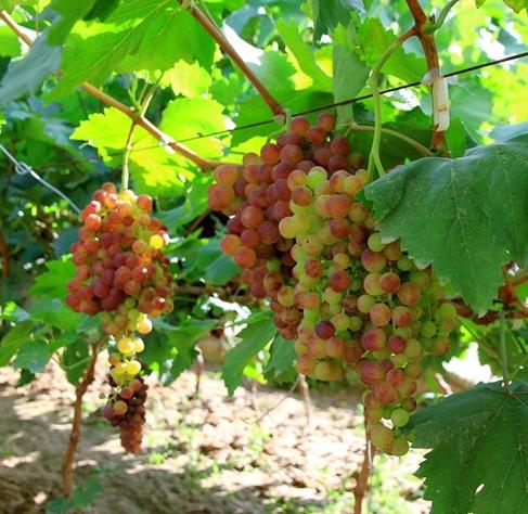 葡萄怎么挑选又甜又好,如何挑选又甜又好的葡萄