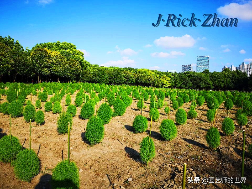 红色地肤草的种植方法,红地肤怎么养