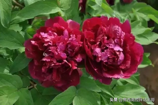 牡丹十大品种九大花系,牡丹进口品种图片及名称