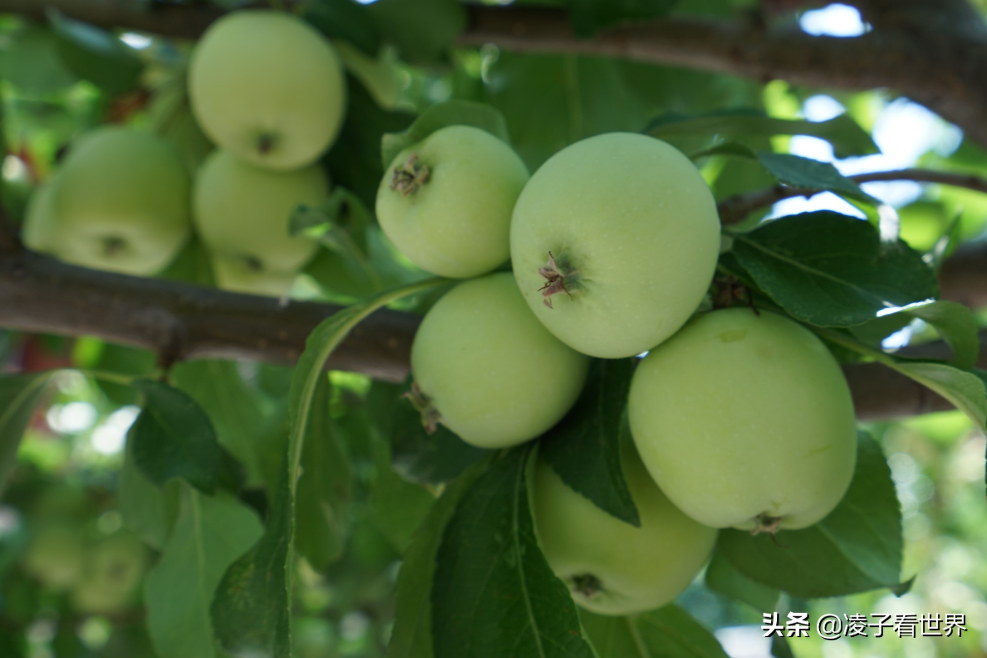 逃离北京40度高温,房山享受22度清凉,看银狐,逛古街吃铁锅炖