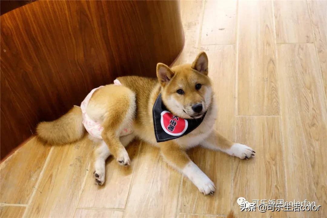 撸柴犬店广州,撸柴宠物乐园