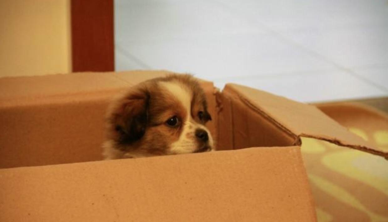 在家给狗狗接生需要什么,博美狗狗出生的时候怎么接生