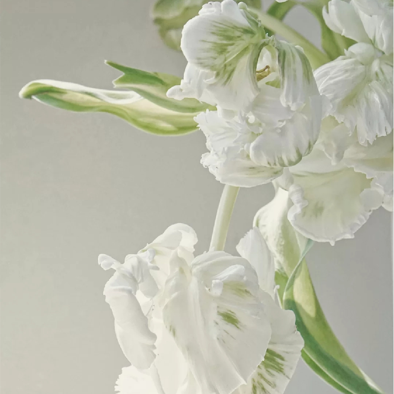 野冬青花材,畅销花卉绿植排行榜前十名