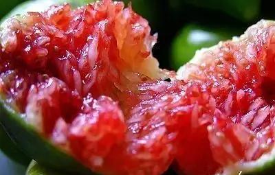 无花果冷棚最便宜的建造方法,冷棚无花果种植技术和管理