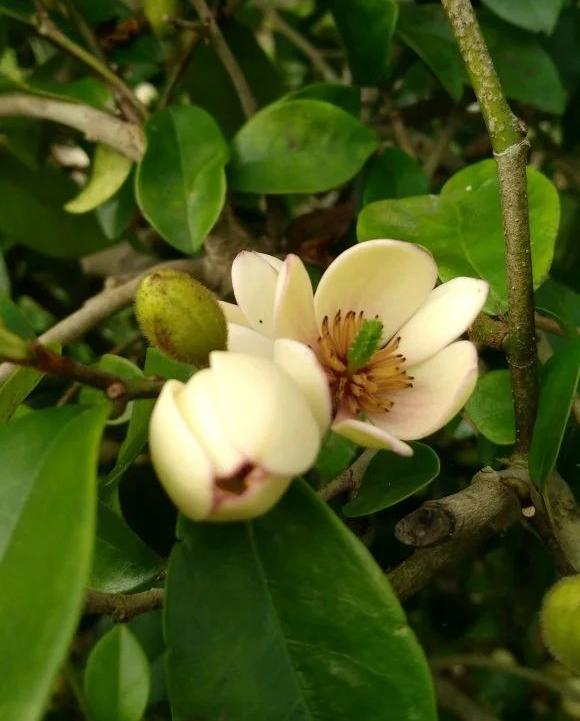 适合家庭养的清香花,5种清香花卉开花时满室芬芳不断