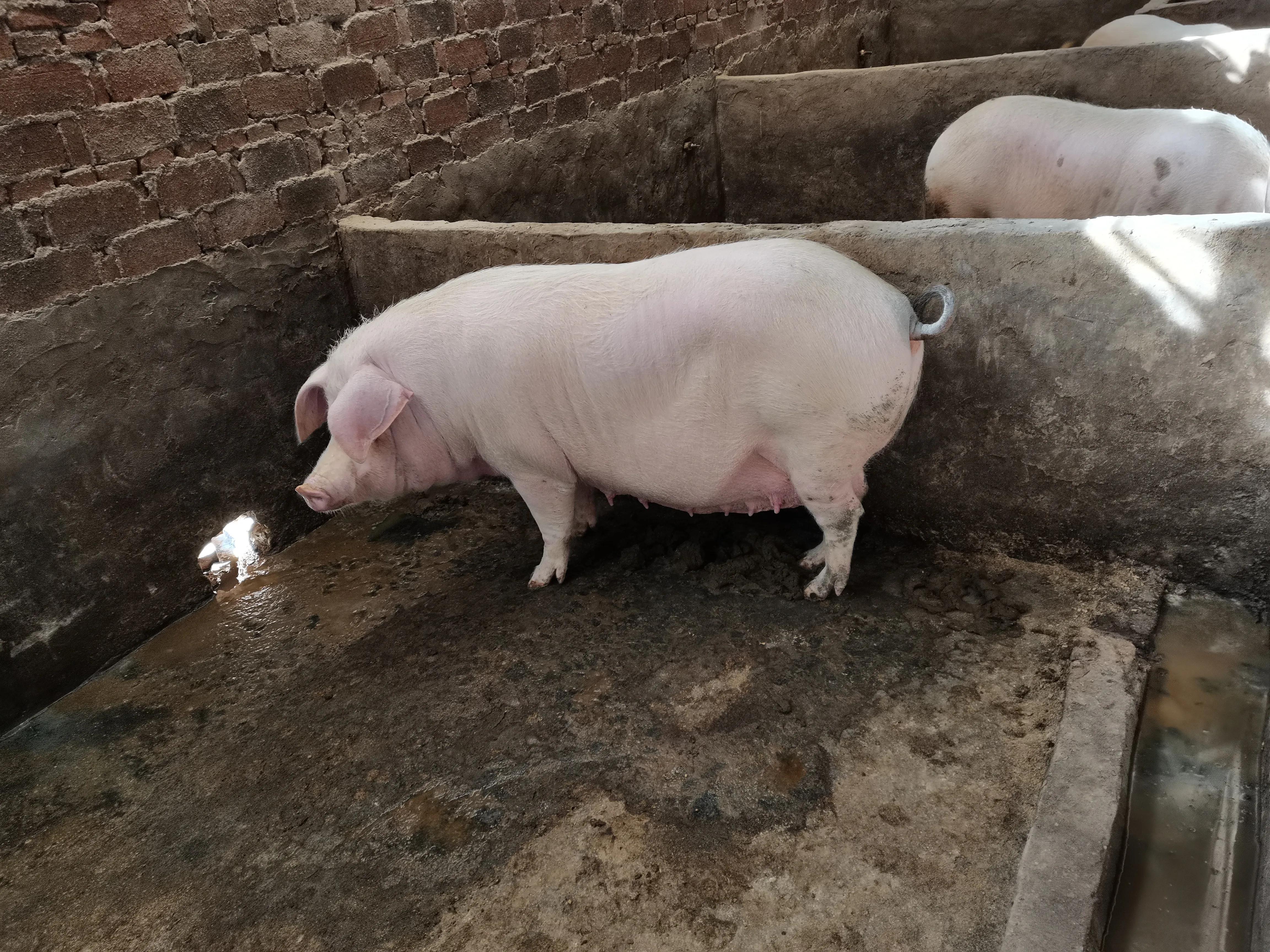 怀孕母猪怎么养,新手养猪母猪怎么喂养