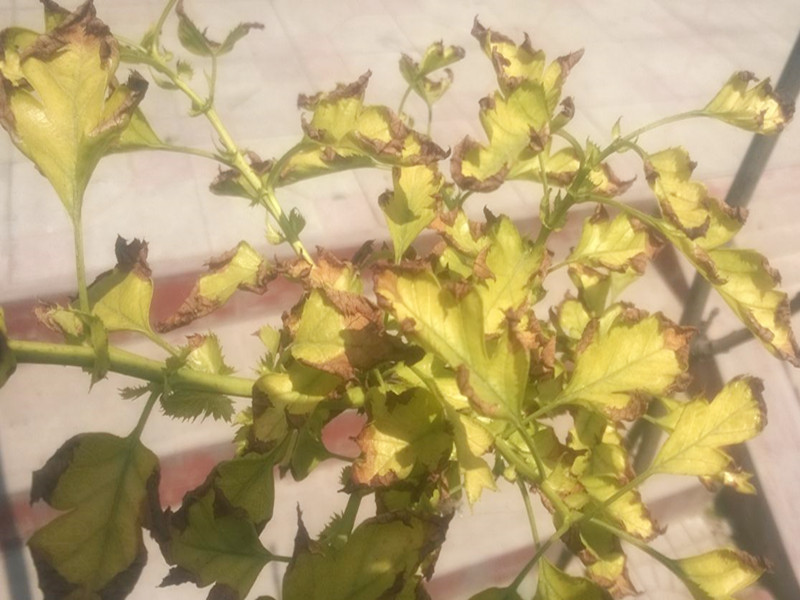 苗木被淹后怎么补救视频,苗木水淹怎么补救