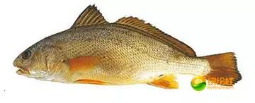 舟山4月份海鲜攻略,舟山海鲜代加工攻略