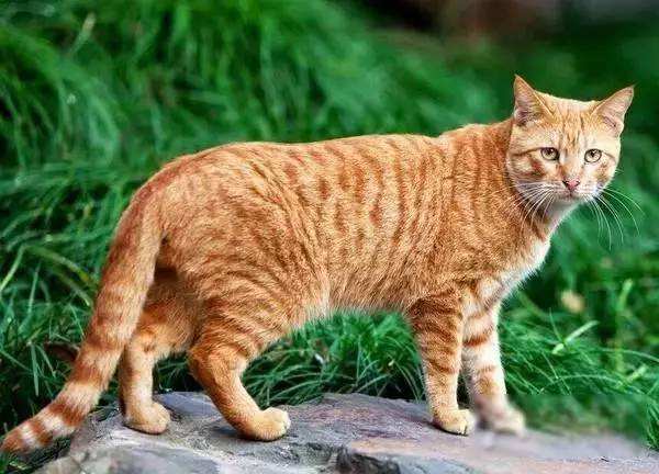 这几种猫咪千万要带回家,这五种猫咪越长越好看