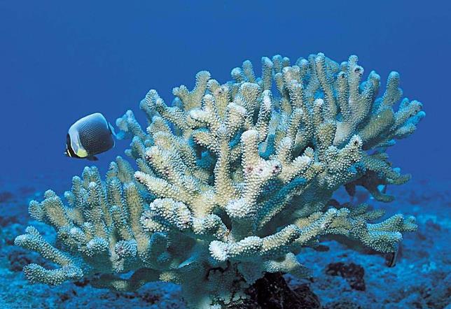 海洋珊瑚是不是危险的,海洋酸化对生态系统的影响