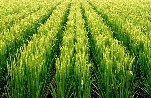 氰霜唑杀菌剂能防治水稻立枯病吗,水稻秧苗青枯病立枯病的补救措施