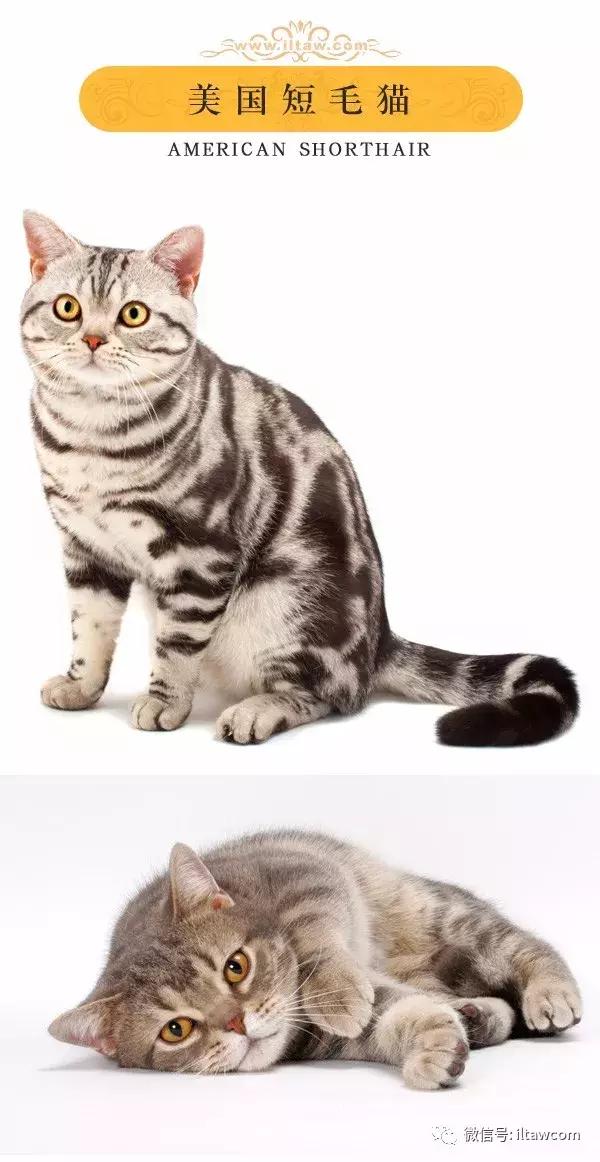 搜猫咪各种图片,世界猫咪图录