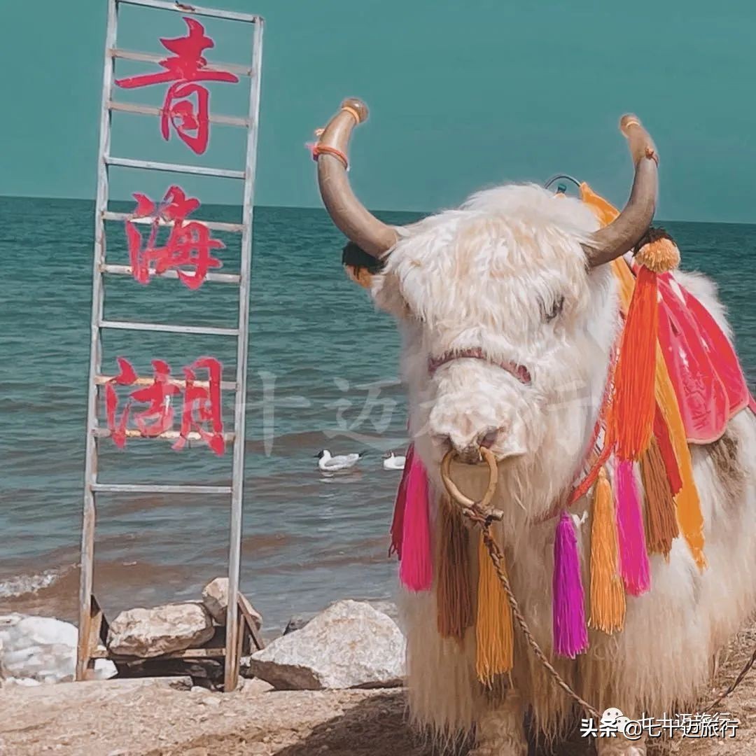 自驾游青海湖景点攻略图片最新版,青海湖自驾游必去景点攻略图