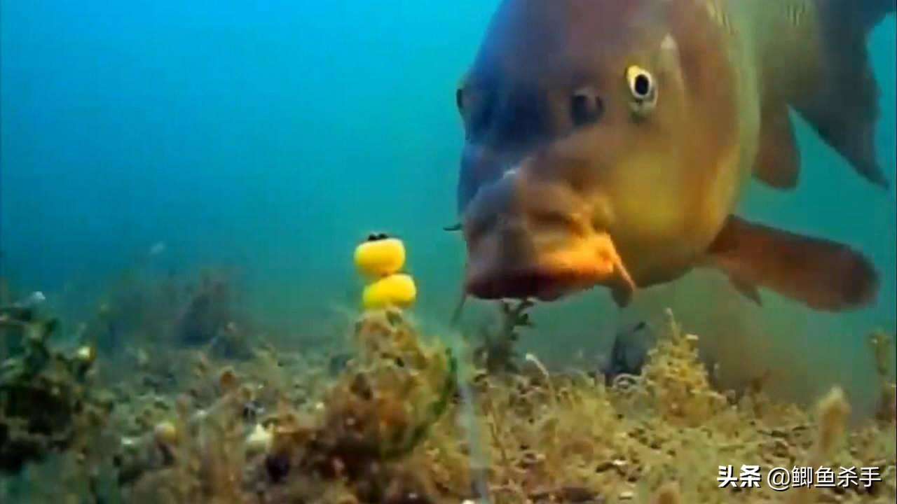 串钩钓鱼技巧和方法,串钩有鱼吃饵不上钩