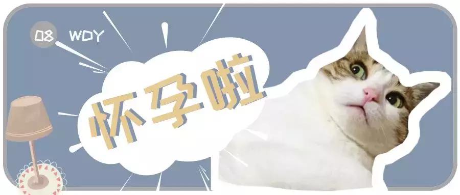 猫咪怀孕的营养品,猫咪怀孕要做哪些准备