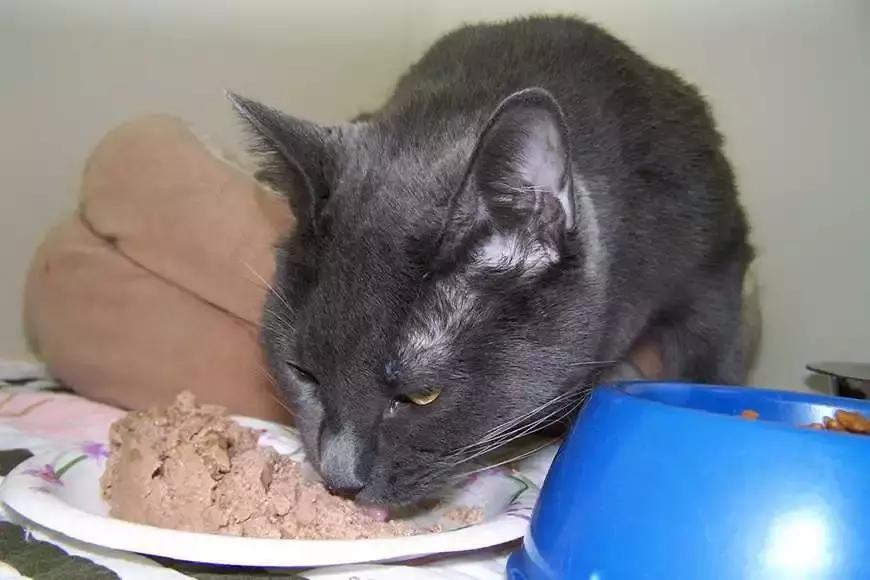 猫咪喂干猫粮好还是湿猫粮,干猫粮和湿猫粮哪个好