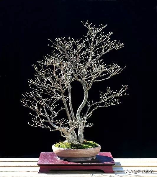 真果盆栽,结红色小果实的盆栽