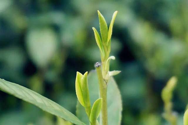 西湖龙井核心产区茶的特色,西湖龙井旧茶品质特征