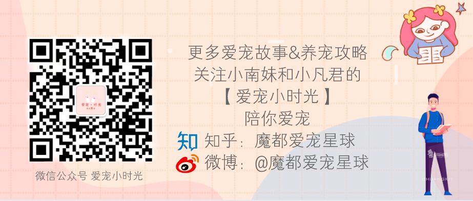 猫奴文化养猫真正该买的东西,养猫必备药品大全新手猫奴必看