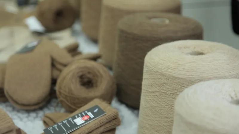 蒙古国的羊绒为什么在国内受欢迎,蒙古羊绒和苏格兰羊绒