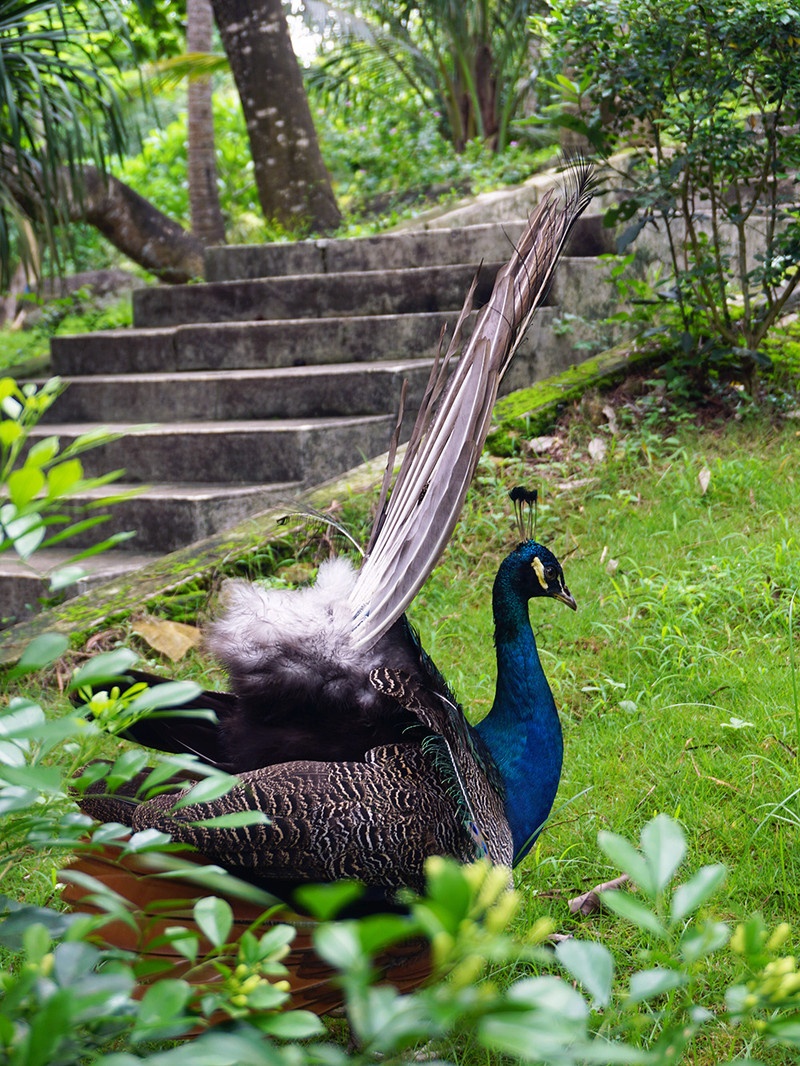 海南租车需要什么手续,海南三亚神州租车价格
