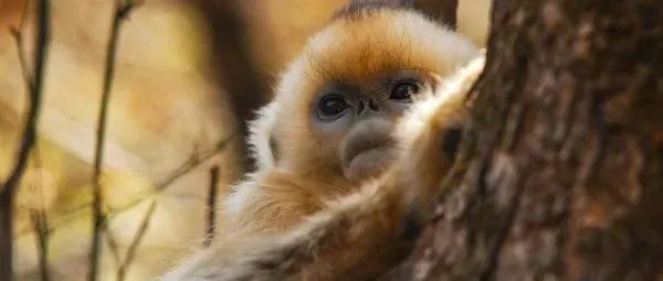 你是几月生的就代表你是什么动物,出生日期决定你是什么动物