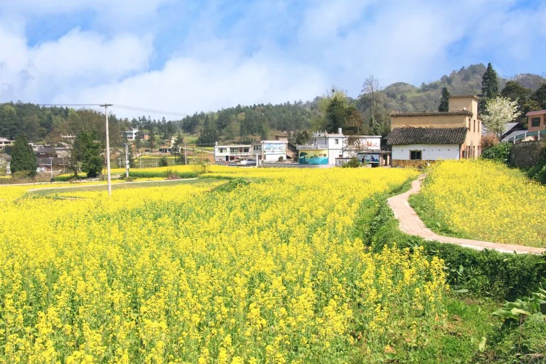 赏春图鉴丨赏花海、品清茶、尝美食...乌当百宜镇这条宝藏春游线路，就等你来打卡啦！