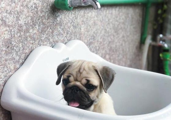 如何养好巴哥狗,养好巴哥