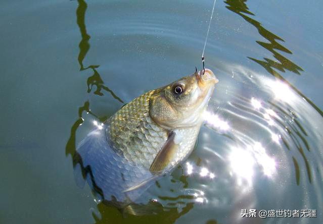 打窝最简单最准的方法,打窝后鱼来到窝里一会就走了