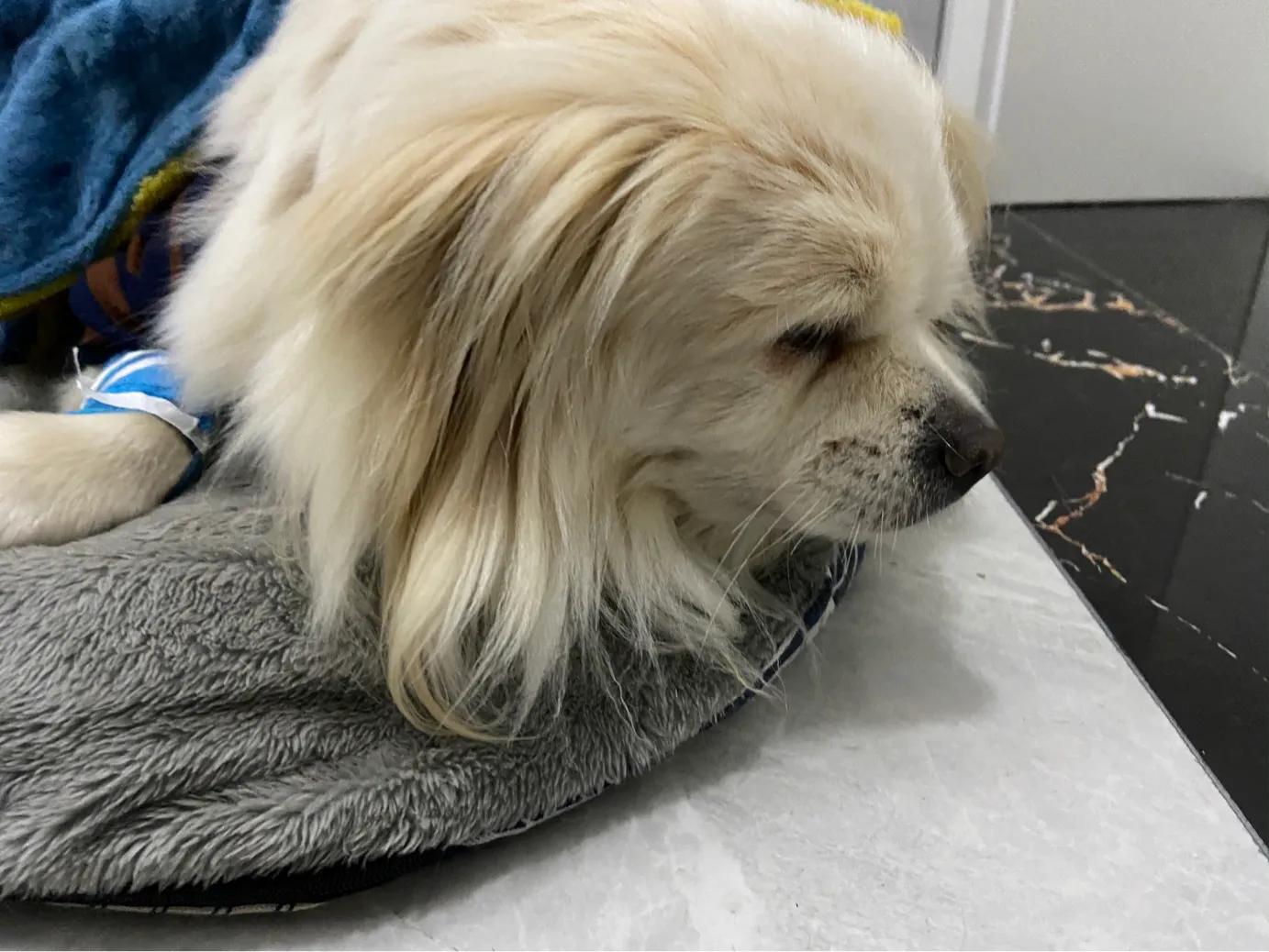 狗狗蓄脓手术需要多久,小狗得了子宫蓄脓