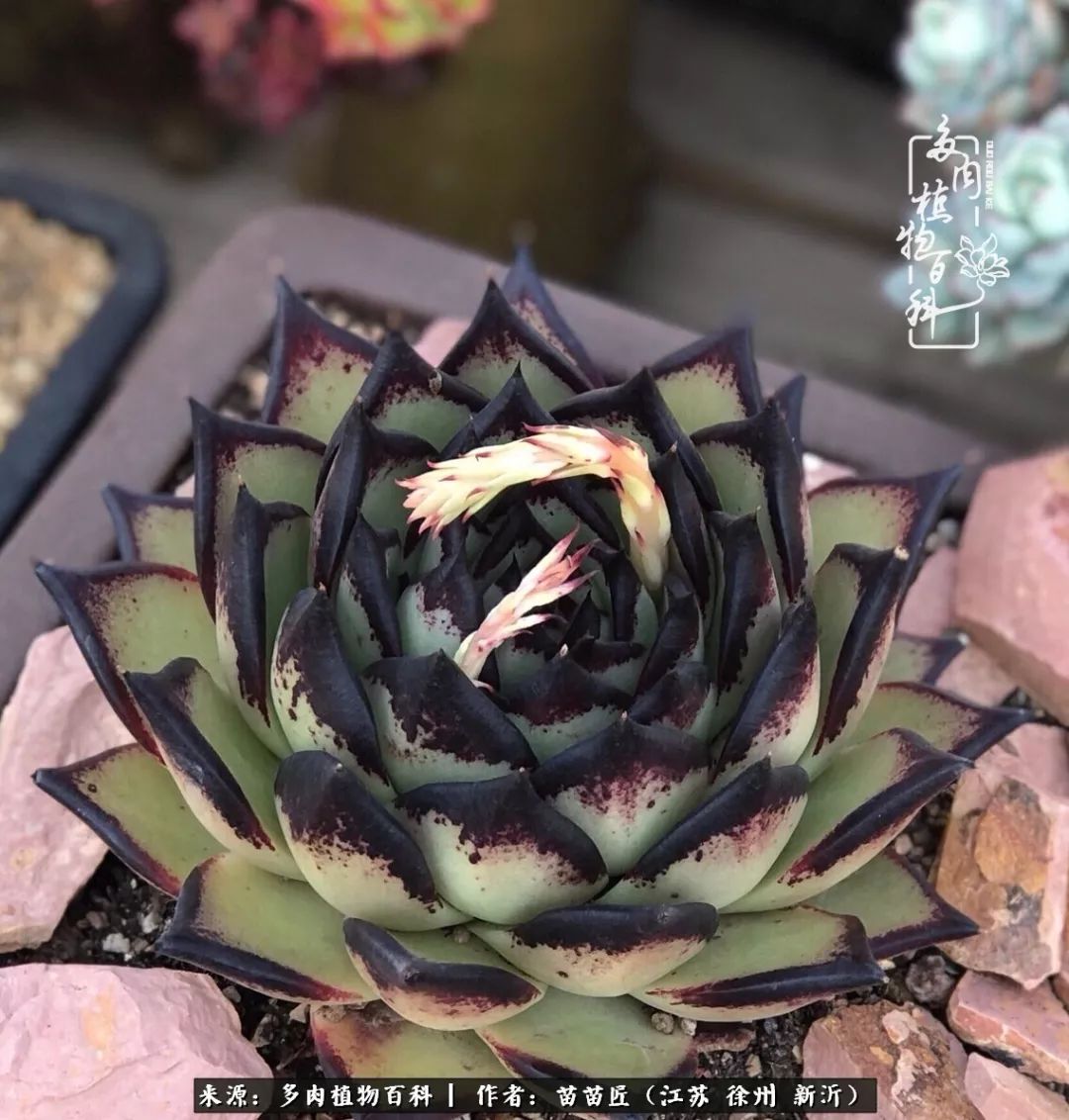 多肉之江湖：众肉友们，修仙渡劫几何了？