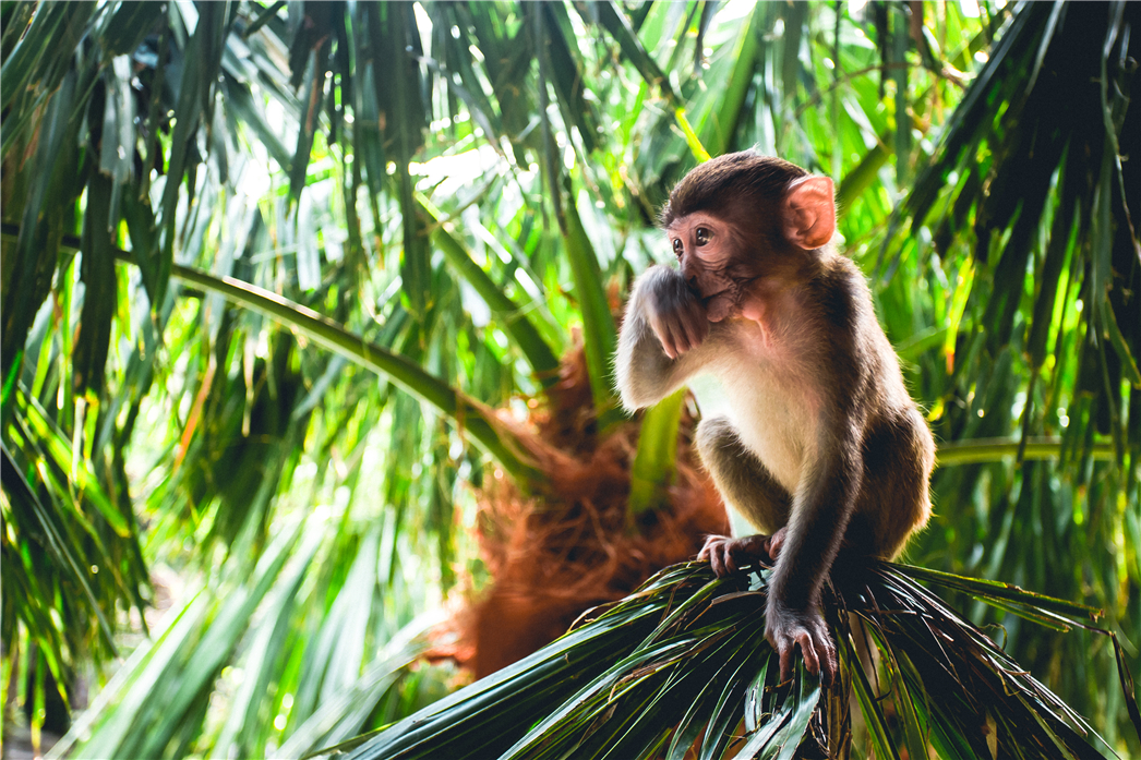 海南必玩猴岛与呆呆丨看萌呆猕猴，呆呆岛发呆