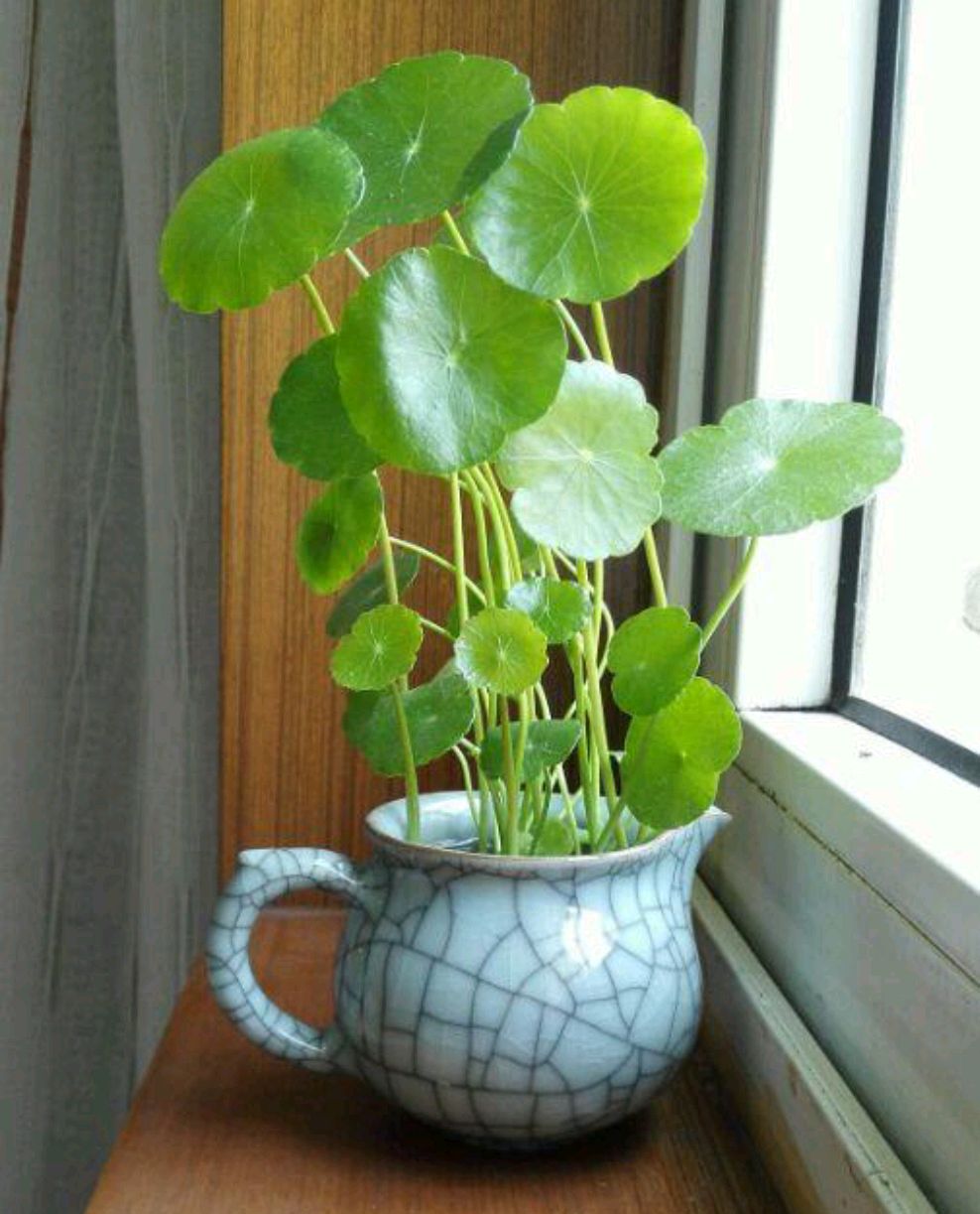 一年四季不死的十种花水养,浇水过多死的植物