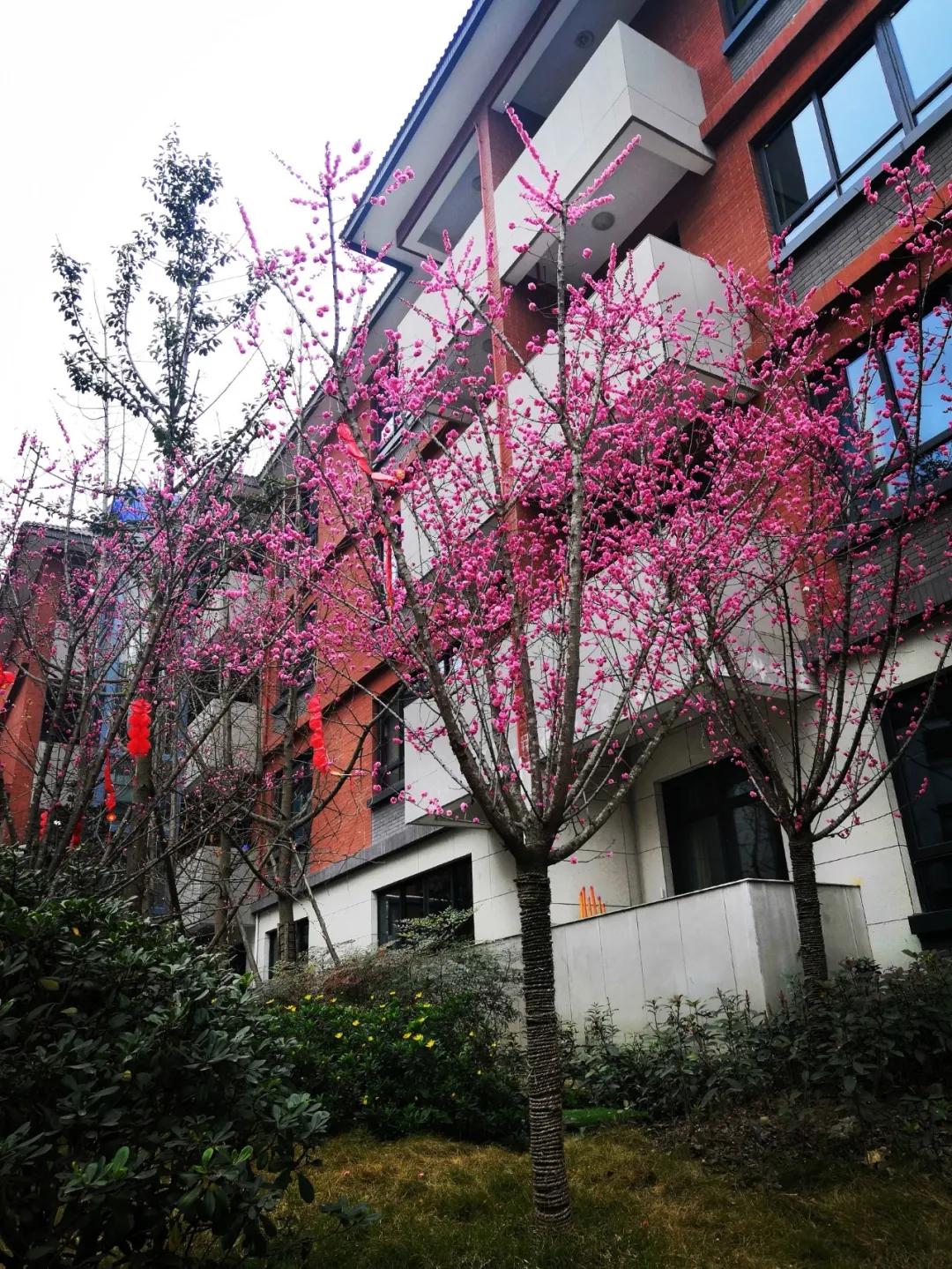 天府新区2024年小学春季开学,天府新区华阳小学2018毕业典礼