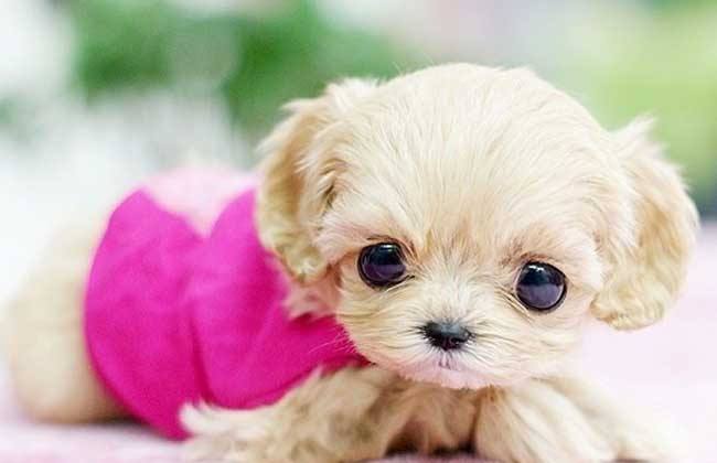 茶杯犬被突然吓死主人辟谣,茶杯犬看完你还敢养吗