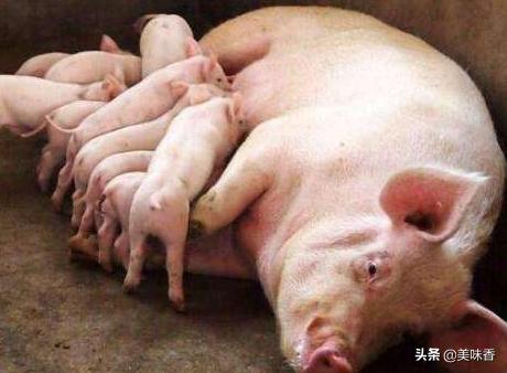 母猪掉毛严重怎么回事,母猪掉臀怎么治